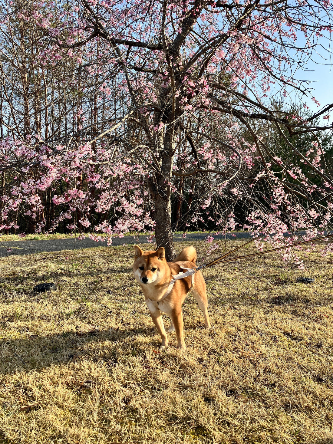 Weeping cherry trees in full bloom and my dog