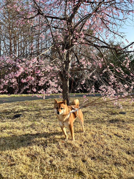 Weeping cherry trees in full bloom and my dog